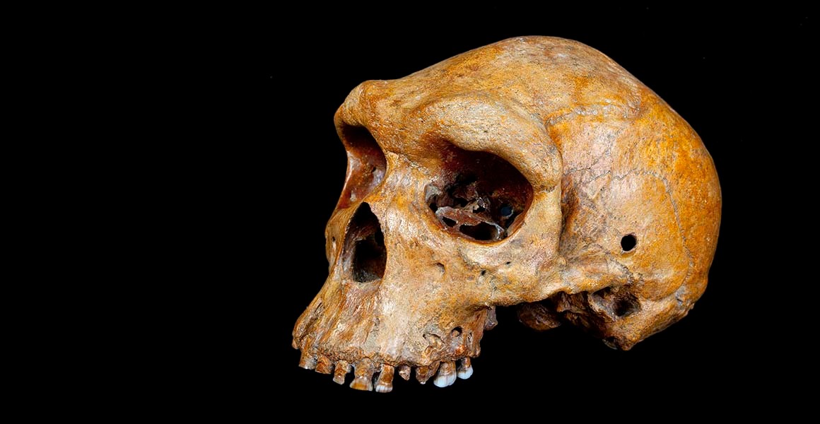Datan el cráneo de Broken Hill (‘Homo heidelbergensis’) en 300.000 años, más jóven de lo que se estimaba